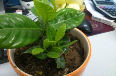 南方的栀子花在北方怎么养