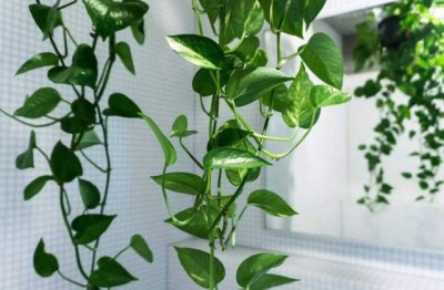 室内绿萝的养殖方法