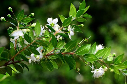 香桃木介绍，带你认识花小、芳香有神韵的香桃木
