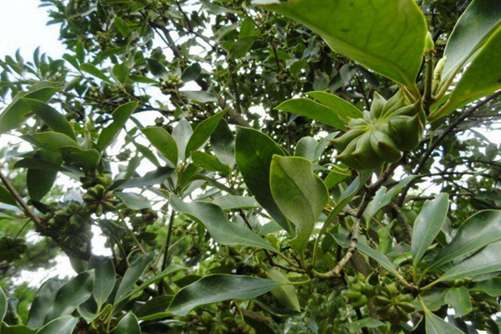 八角茴香树苗价格，种植八角茴香做好这2点就会硕果累累