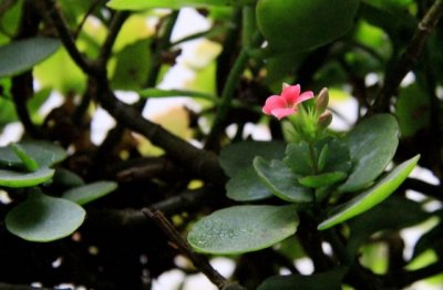 长寿花的种植方法和注意事项