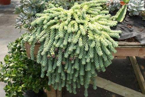 玉缀怎么养？玉缀养殖做好下面几点很快养成玉珠帘晶莹剔透