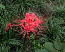 曼珠沙华花语及曼珠沙华的传说