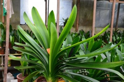 君子兰开花有什么兆头寓意