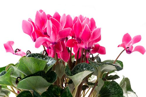 仙客来花语及仙客来传说