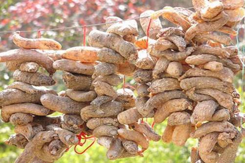 天麻的功效与作用，掌握天麻怎么吃才能发挥功效