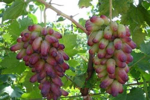 马奶葡萄和青提的区别，马奶葡萄和青提同一家族的两兄弟