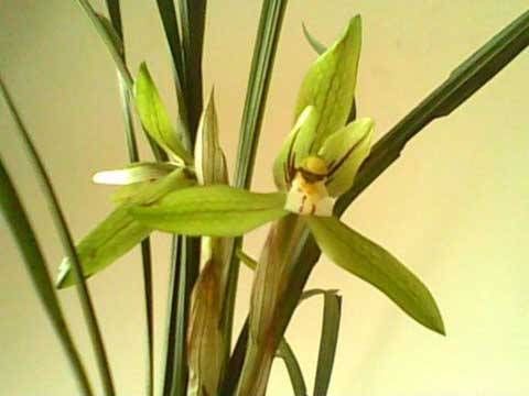 春兰的种类鉴别和介绍 春兰怎么浇水,学会你就是养兰高手