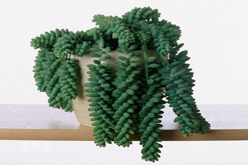 翡翠景天好养吗 翡翠景天和千佛手有什么不同