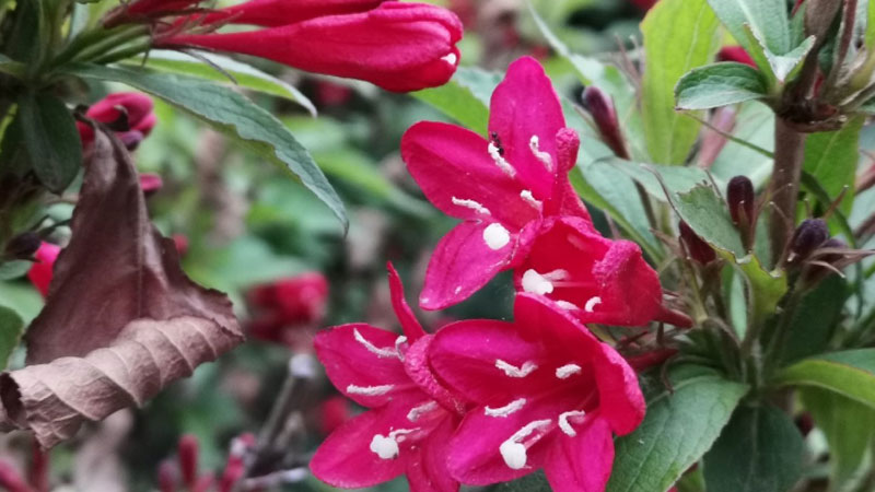 红王子锦带花花语