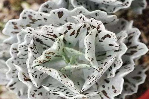 耐旱的多肉植物，适合懒人养的耐旱多肉植物