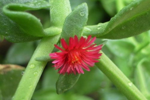 叶片肥厚的多肉品，好看好养特别适合新手入坑