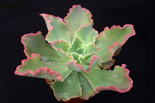 女王花舞笠怎么养 波浪状的叶缘加上高贵的粉紫色调,真美!