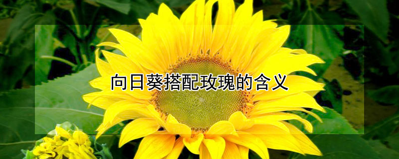 向日葵搭配玫瑰的含义