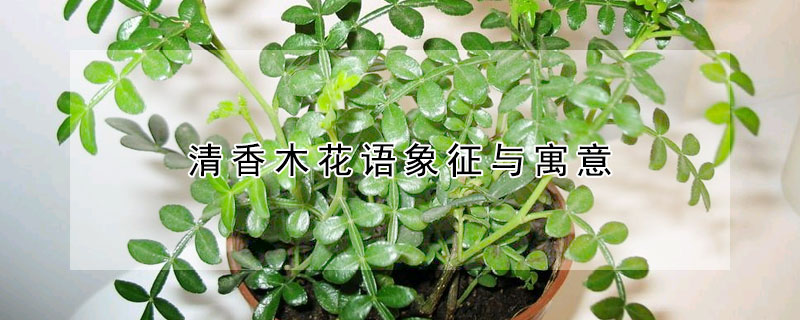 清香木花语象征与寓意
