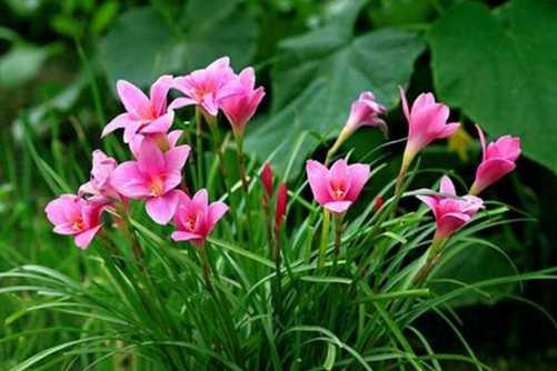风雨兰开花有毒吗？好一朵美丽的风雨兰 花开不断管半年