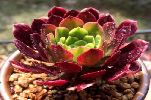 嘉年华多肉的养殖方法,嘉年华这样养才能成为视觉盛宴