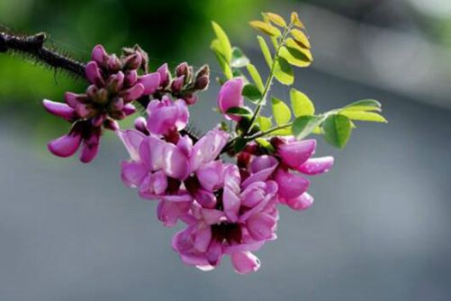 槐花图片，茶袅袅秋风多 槐花半成实