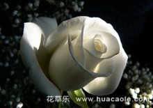 白玫瑰花语和朵数表达的含义