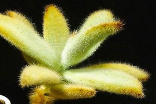 安哥拉兔多肉怎么养？兔子耳朵就是这样长成的！