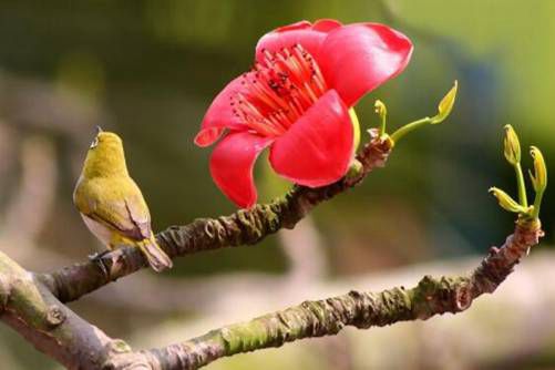 木棉花的做法，路边网红木棉花这样做，味道杠杠滴