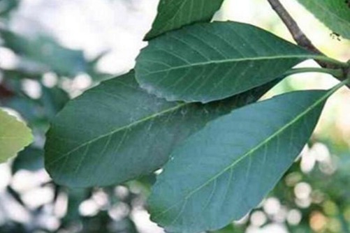 枇杷叶煮水止咳，最为正确的枇杷叶煮水的方法介绍