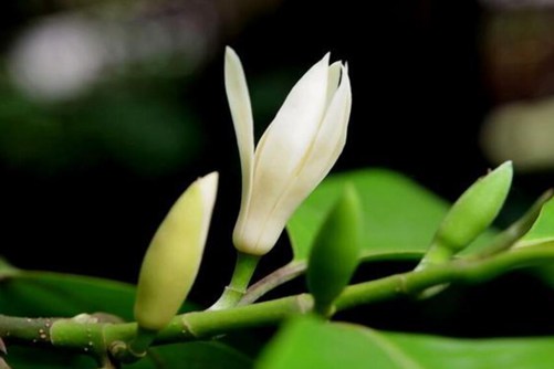 黄桷兰可以泡水喝吗？要泡水喝需要注意这些