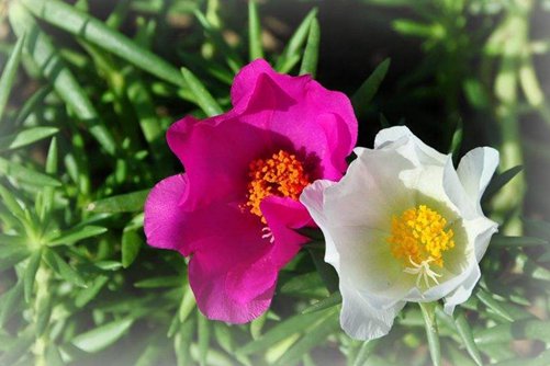 午时花的特点，午时花功效与作用介绍