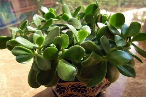 玉树和燕子掌哪个好？玉树和燕子掌的区别