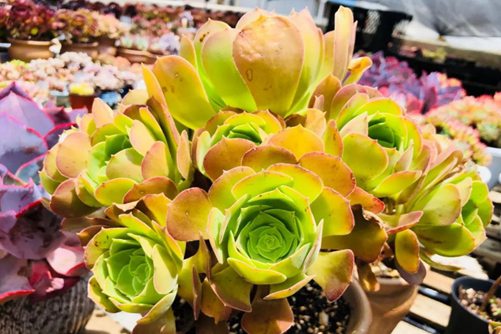 多肉韶修法师怎么养，做到这3点韶羞法师不仅千变万化还有浓香味