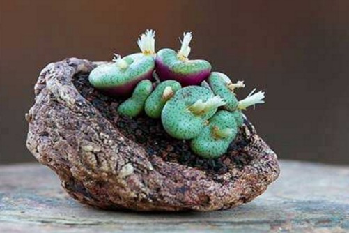 肉锥怎么养？ 如何养好特别容易死的肉锥