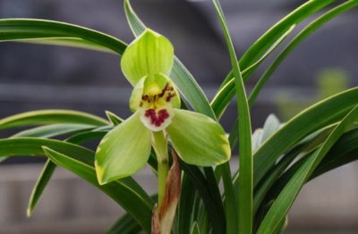 室内种花养花小技巧