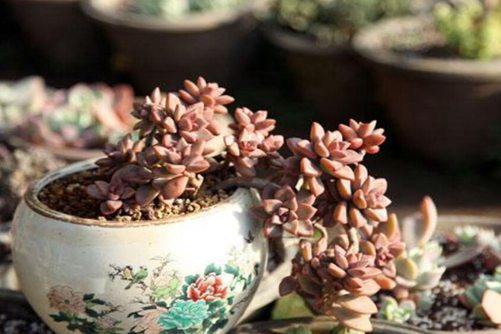 姬胧月怎么养 姬胧月这样养粉嘟嘟还爆盆