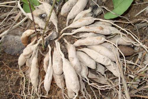 天门冬的养殖方法和注意事项， 一种具有养阴清热，润肺滋肾的草药