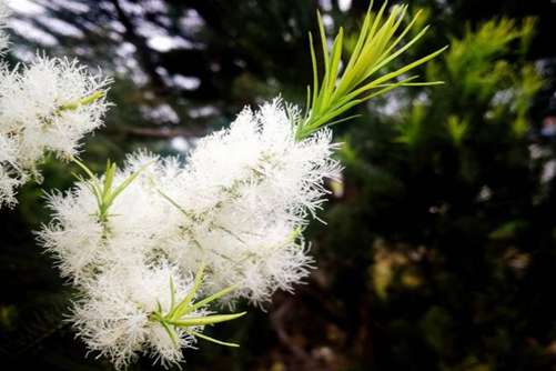 白千层的功效和作用，白千层居然是蚊子的克星