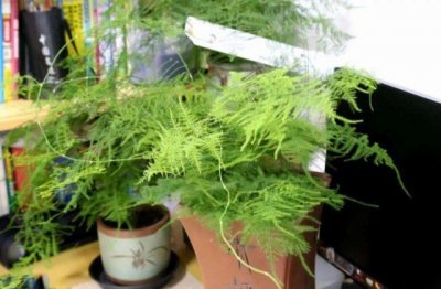 文竹怎么养才好