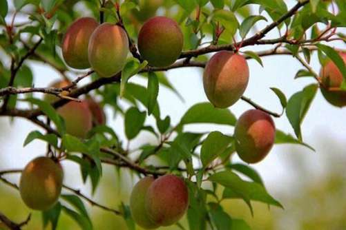 梅子图片，青梅煮酒论英雄 紫炉焚香谈风月
