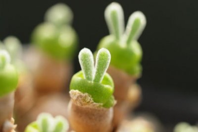 萌到不像话的五种长得像动物的多肉植物