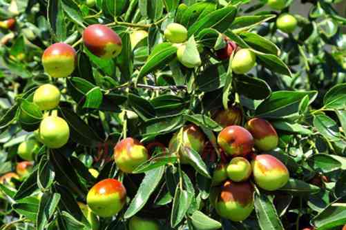 红枣吃多了会怎么样？有这些问题的人一定要少吃