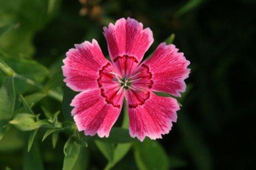 石竹花功效，花谚说“石竹花铁肚量,能把毒气打扫光”