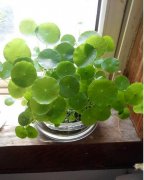 花语大全：铜钱草的花语是什么？