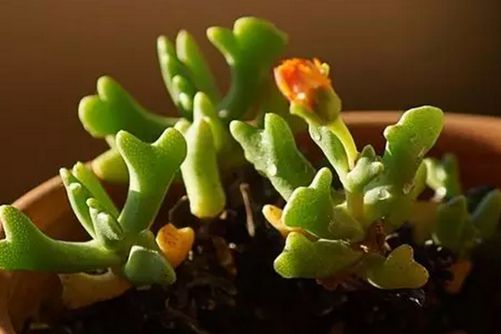 快刀乱麻种植方法，快刀乱麻名字霸气，长相很萌