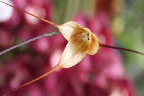 猴面小龙兰图片，猴面小龙兰 植物界的美猴王