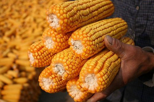 玉米产地原来不是中国你知道吗？玉米什么时候传入中国呢