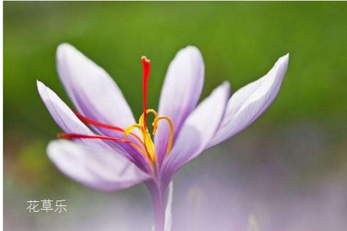 被称之为“妇科第一花”的藏红花花语及传说