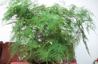 文竹养殖方法和注意事项