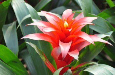 鸿运当头的养殖方法