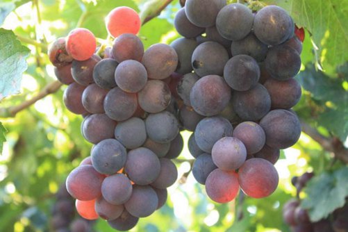 提子和葡萄的区别有哪些，看完这3点下次就不会再买错了