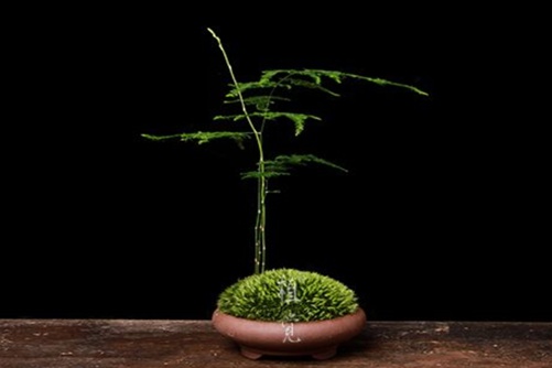 文竹的养殖方法，这些秘诀让文竹长势猛，简单不麻烦