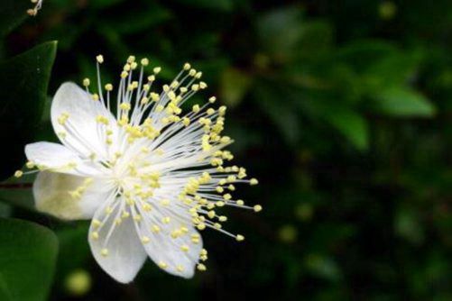 香桃木怎么养？这样养只会越来越香，太好闻了